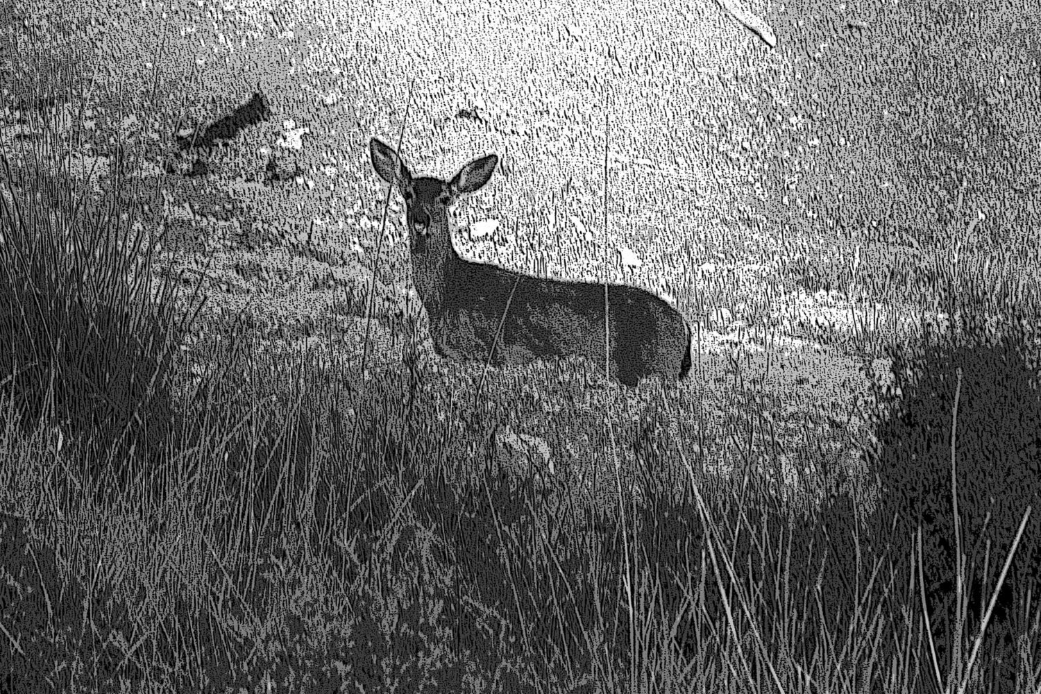 Wildlife Greeting Card Collection