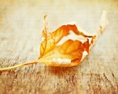Fallen Autumn-gold leaf-crinkles-fall-20x30-season- DIY fine art photography print DIGITAL DOWNLOAD