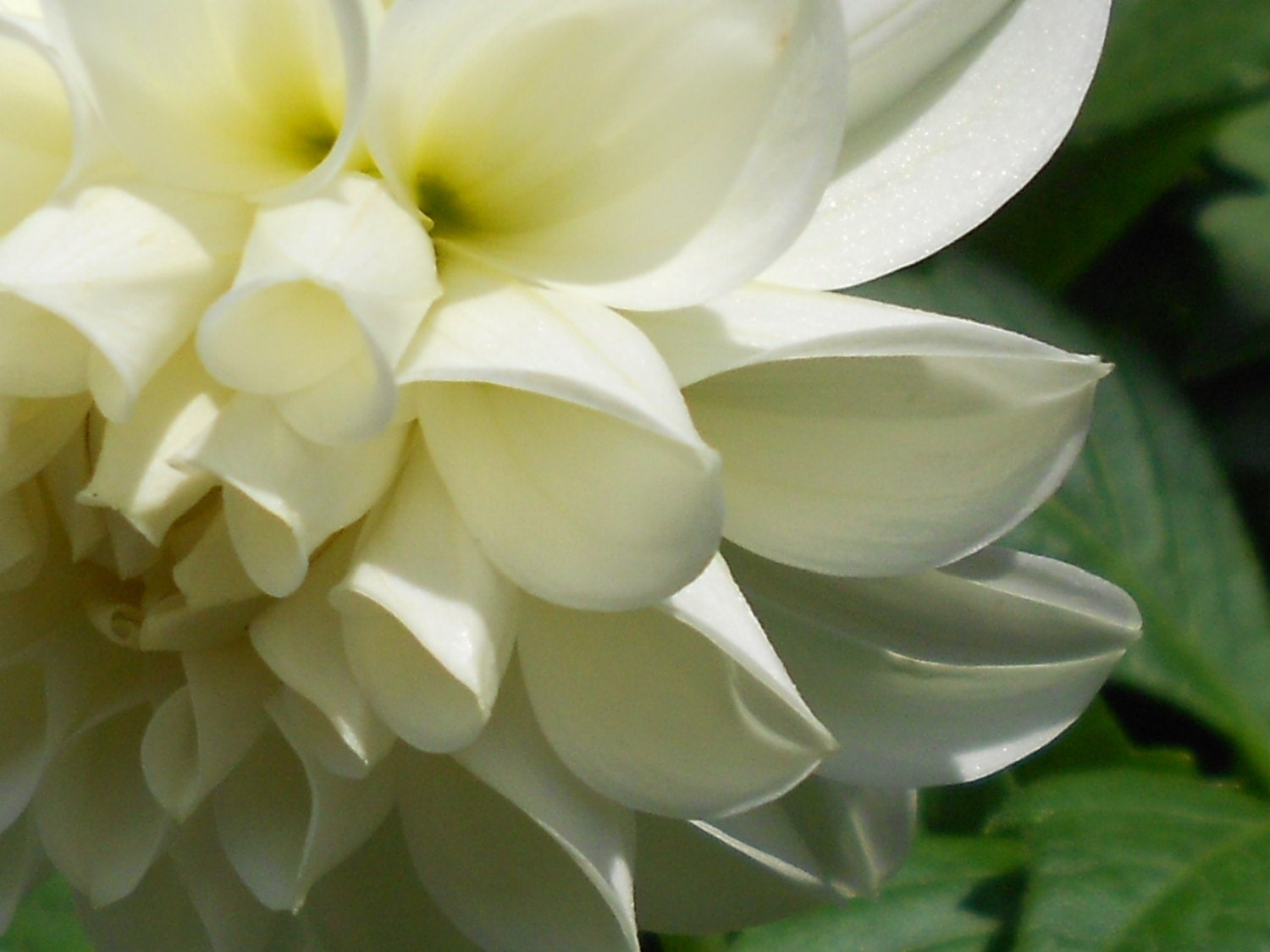 FLOWER PHOTO  Flower Pose No.4      Flower Photo   NATURE  Photo