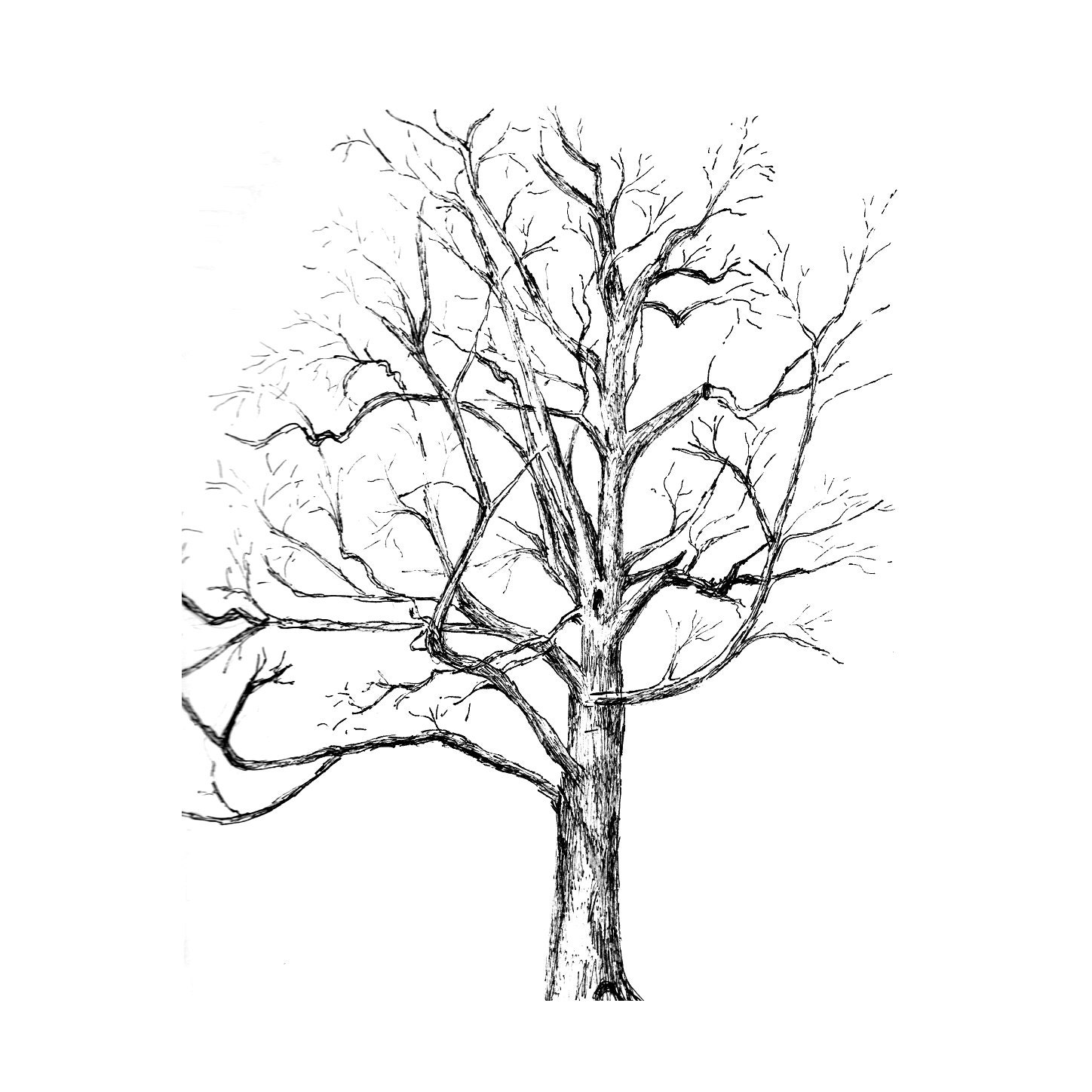 Custom tree drawing, pen and ink sketch of your tree from photos