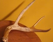 Naturally Shed, Hand-Painted Mule Deer Antler with Newspaper Text - great gift idea