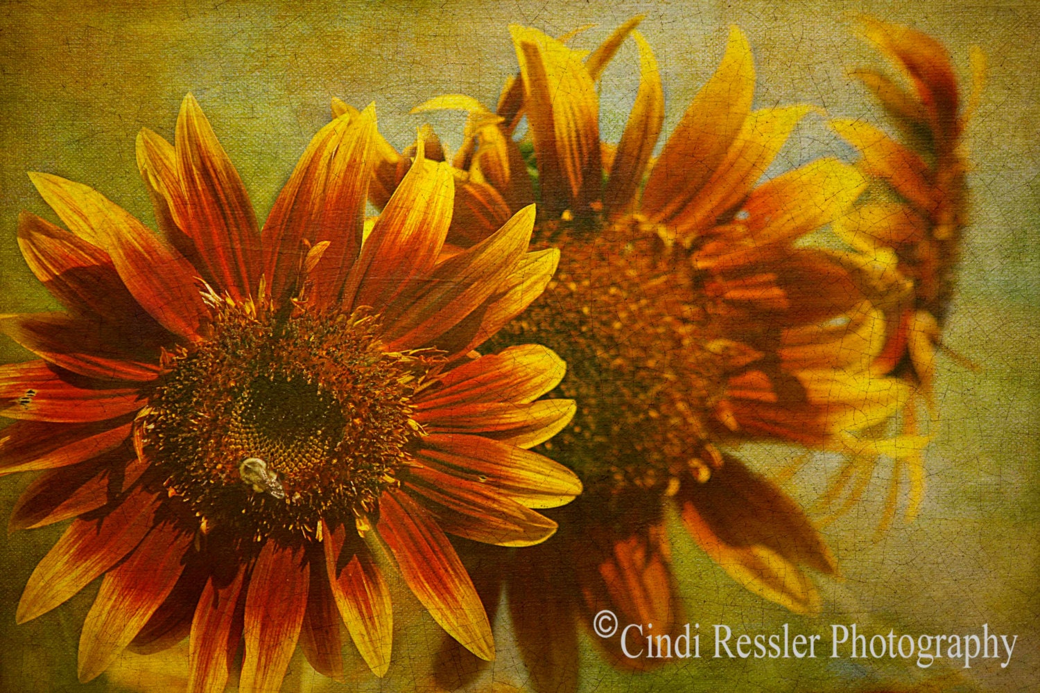 Sunflower Trio, 5x7 Fine Art Photography, Flower Photography, Floral Photography - CindiRessler