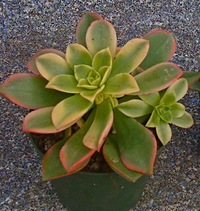 SUCCULENT PLANTs, Aeonium Kiwi