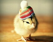Greeting Card Set Chick in Rainbow Hat Folded Photo Note Cards With Envelopes (4)