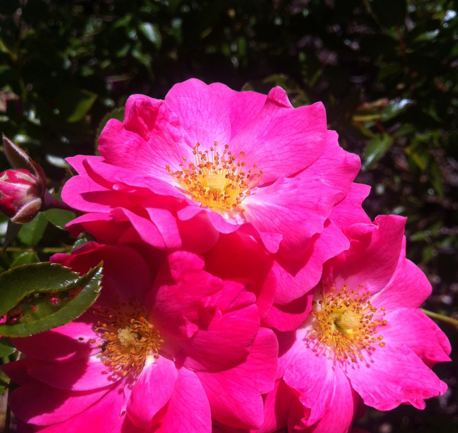 Pink Flowers Fine Art Photography Print - LARGE 18x24 poster size