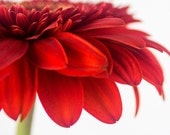 Flower Art Print, Red Daisy Photo, Gerber Daisy Wall Art Print, Flower Photography