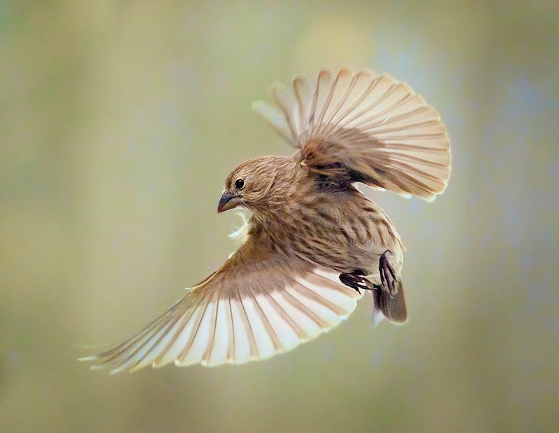 Bird photography:  House Finch (Haemorhous mexicanus ) The Art of Staying Aloft No. 4