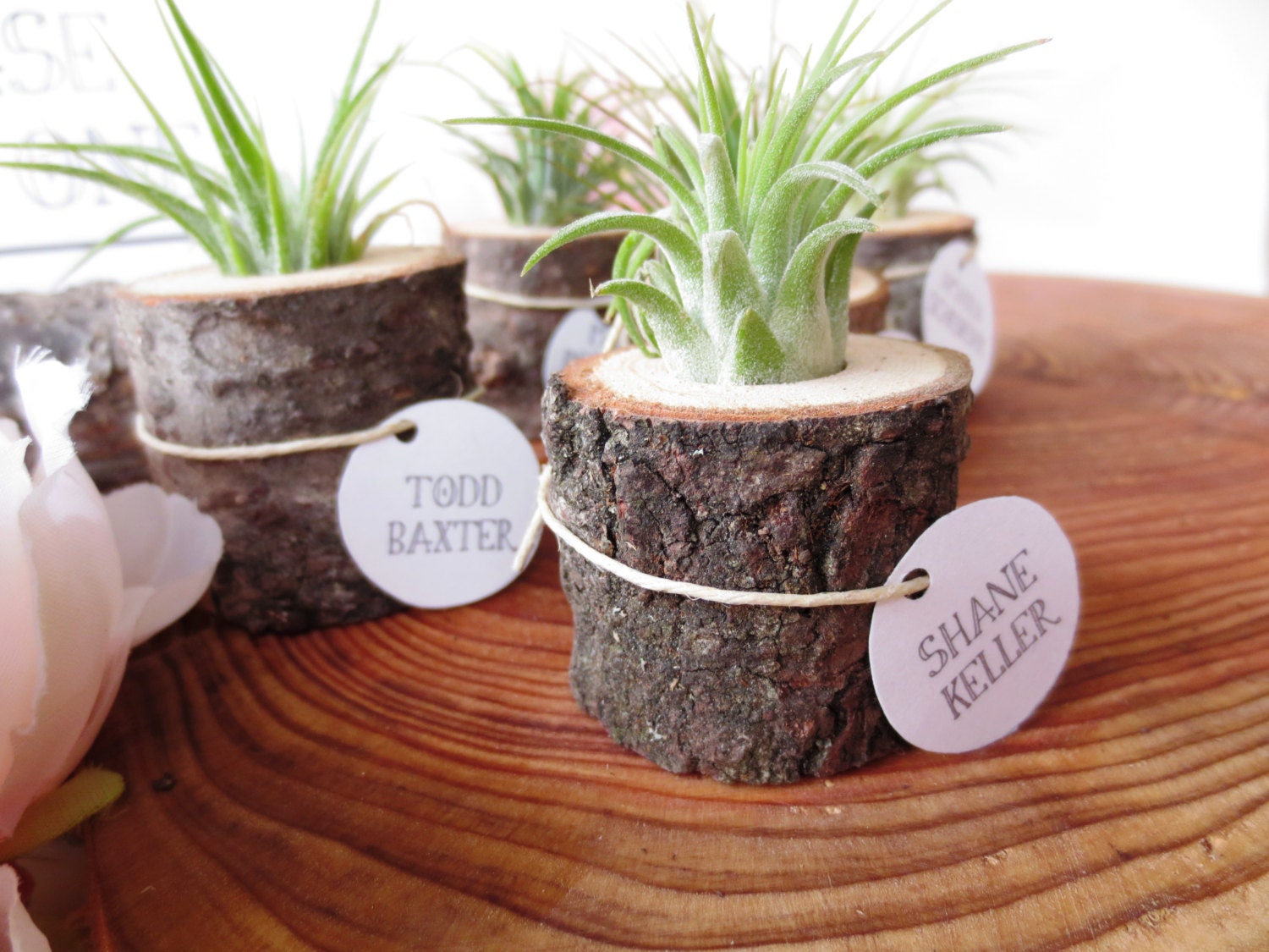 Tiny Air Plant Living in A Tree Stump