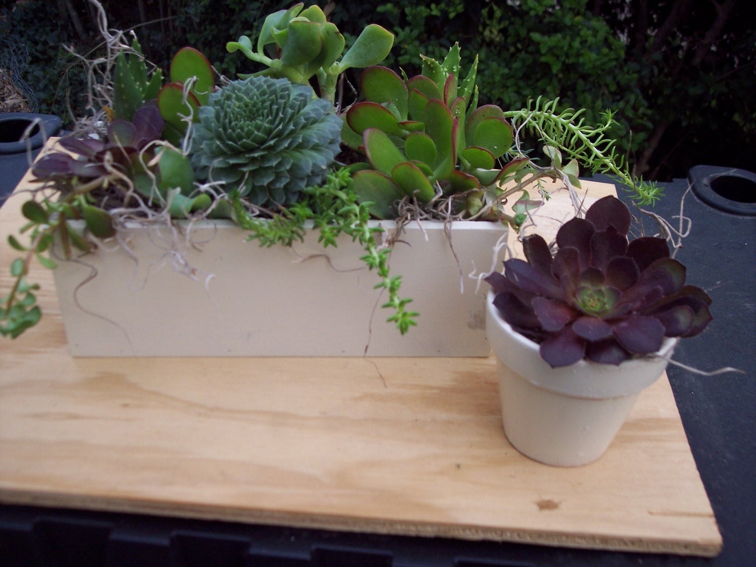 Navajo White Painted Planter for  Succulent Centerpiece Measures 7 3/4" by 4" and 2 1/2 " Deep.