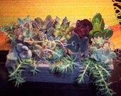 Succulent Centerpiece With Dark Purples and Greens. And 8" by 4" by 2 1/2"  Handmade Wooden Box With Spanish Moss
