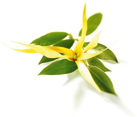 1/2oz Natural Ylang Ylang Perfume Oil, Ylang Ylang Oil, Ylang Ylang Fragrance, Ylang Ylang Scent