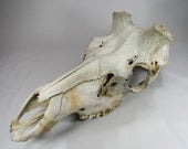 Elk Skull - Bull with Shed Antlers