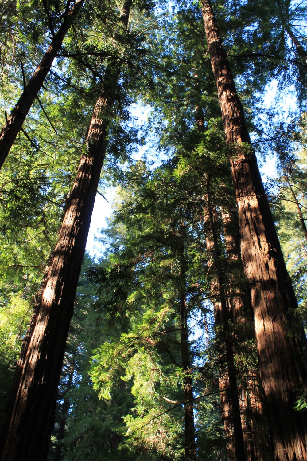 Muir Woods Photo Print, Nature Photo, Redwoods, Forest Print, Tree Art, 8x10
