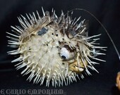 PESERVED Blowfish 7inch STEAMPUNK  Craft