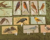 1960s Bird Flashcards