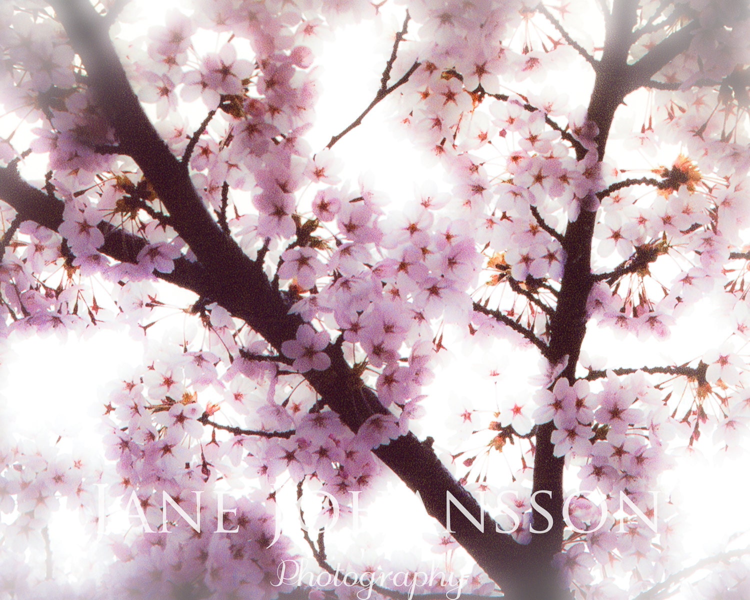 Cherry Blossom photo, pink spring blossom photograph, fine art nature photography perfect for Mothers Day - 8"x10" original print.