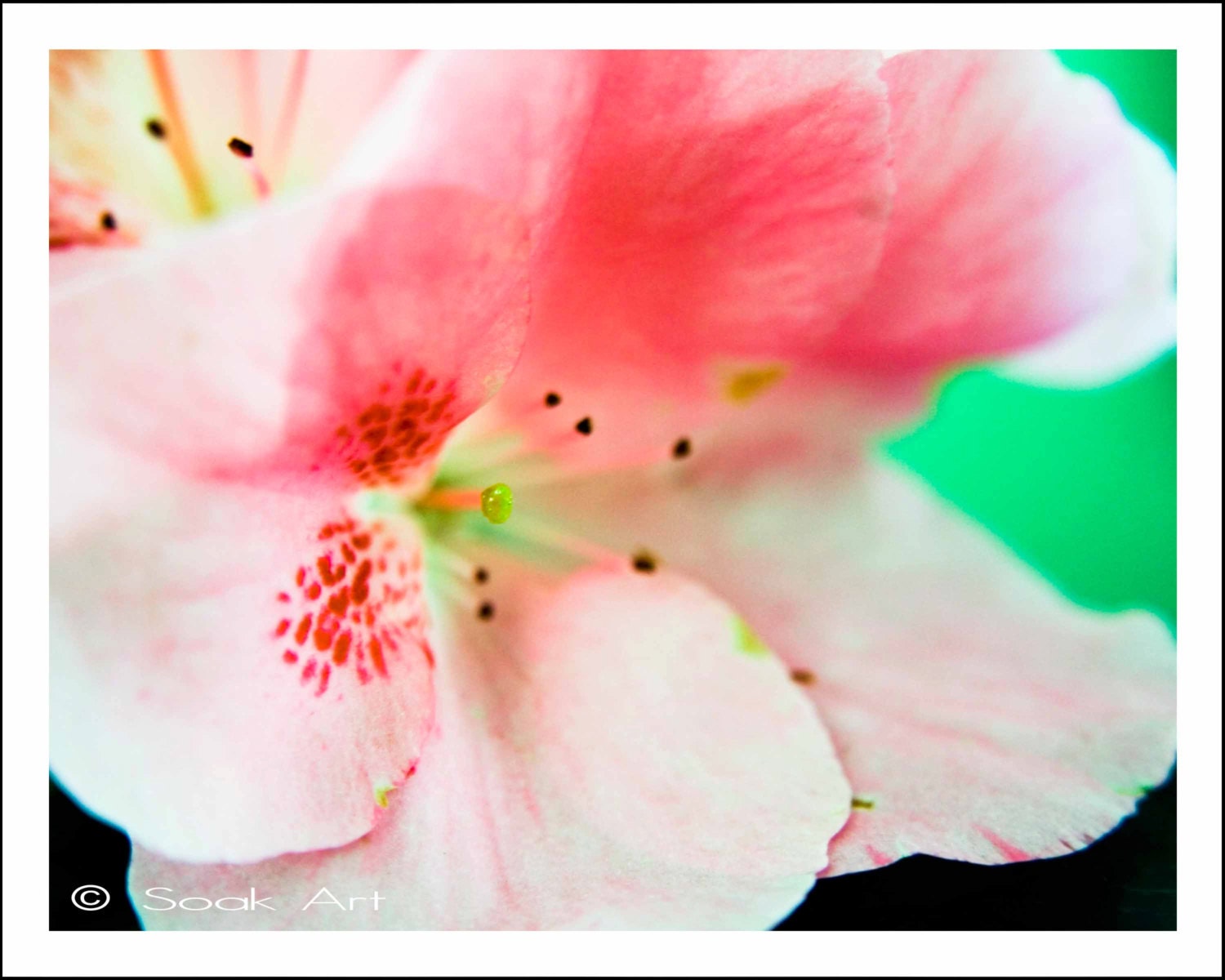 Pink Flower Photo Print, Azalea Close up, Macro Fine Art Print, Pink and Mint Green, Monochromatic, 8x10, Still Life, Nature