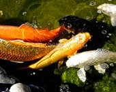 Lucky Colorful Koi Pond Fine Art Photograph 8"x10"