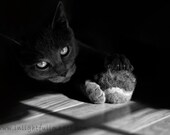 Grey Gray Kitty in Shade Playing with Ball in Sun Moody Black and White 5 x 7 Photographic Print