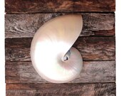 Beach Decor on Driftwood Panel for Coastal Decor. Silver Nautilus