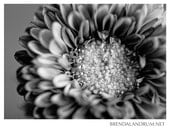 Black and White Flower -- Floral Photography, Fine Art Print, 5x7 Lustre Print, Home Decor, Black and White