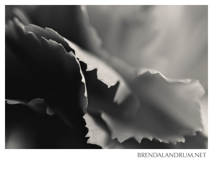 Black and White Floral Petals -- Floral Photography, Fine Art Print, 5x7 Lustre Print, Home Decor, Black and White