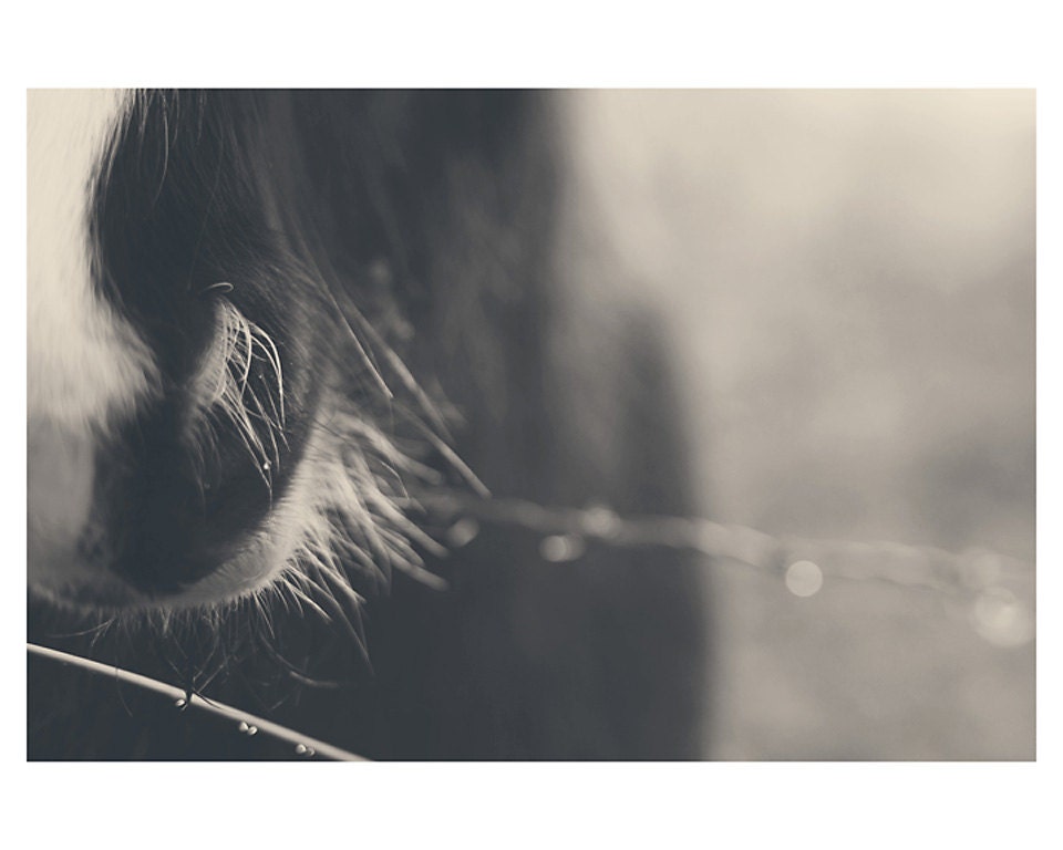 horse black and white photo print - whimsical fine art animal photography, soft, dream, fur, equine - 10x8 (set of 3)