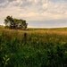 8x10 Laura Ingalls Wilder Backyard Photograph