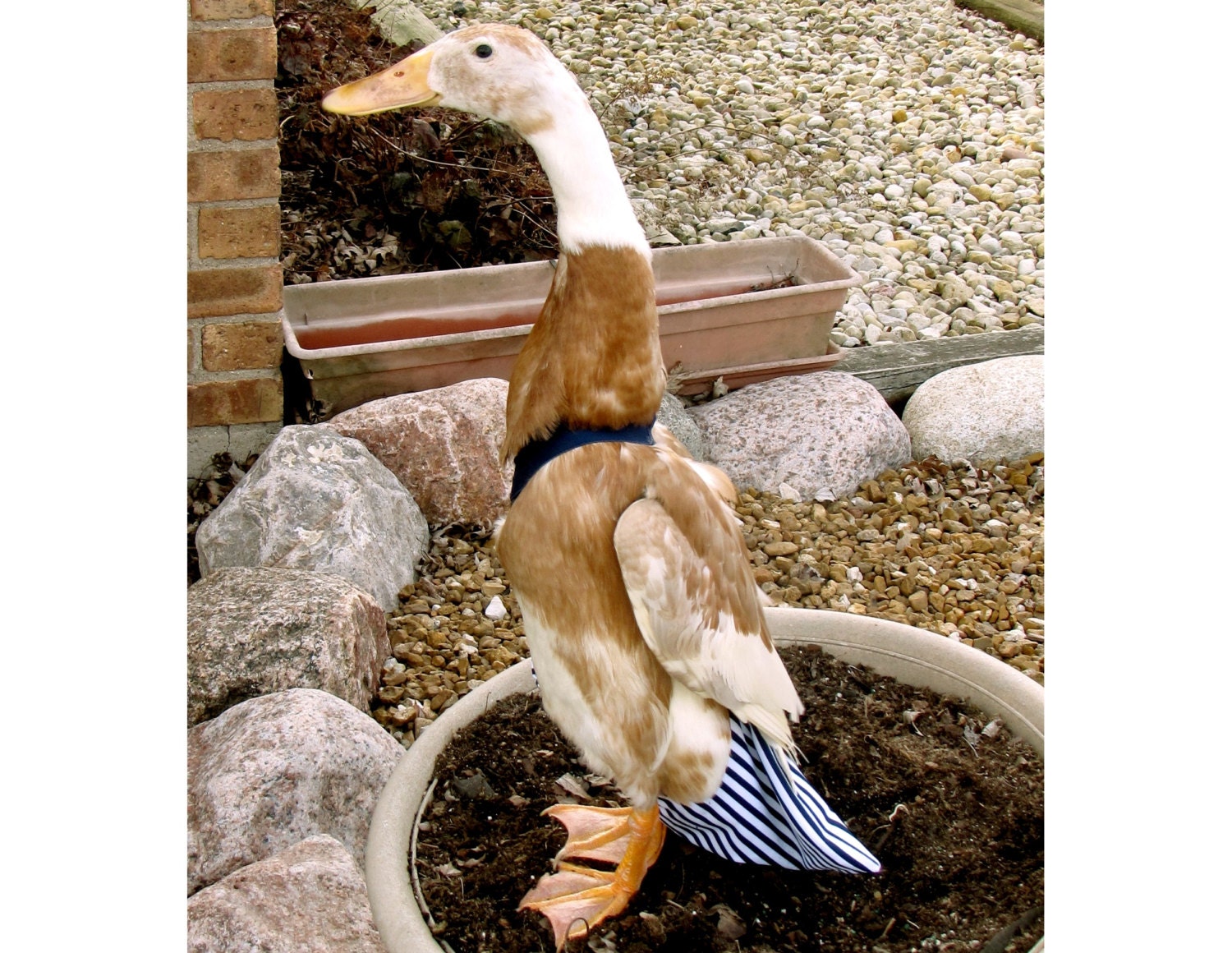 Made-to-Order CLOSED TAIL Diaper Harness Set for Pet Ducks, Chickens, & Geese