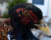 Traditional Ringneck Pheasant Mount for Rustic Western Decor or Man-Cave