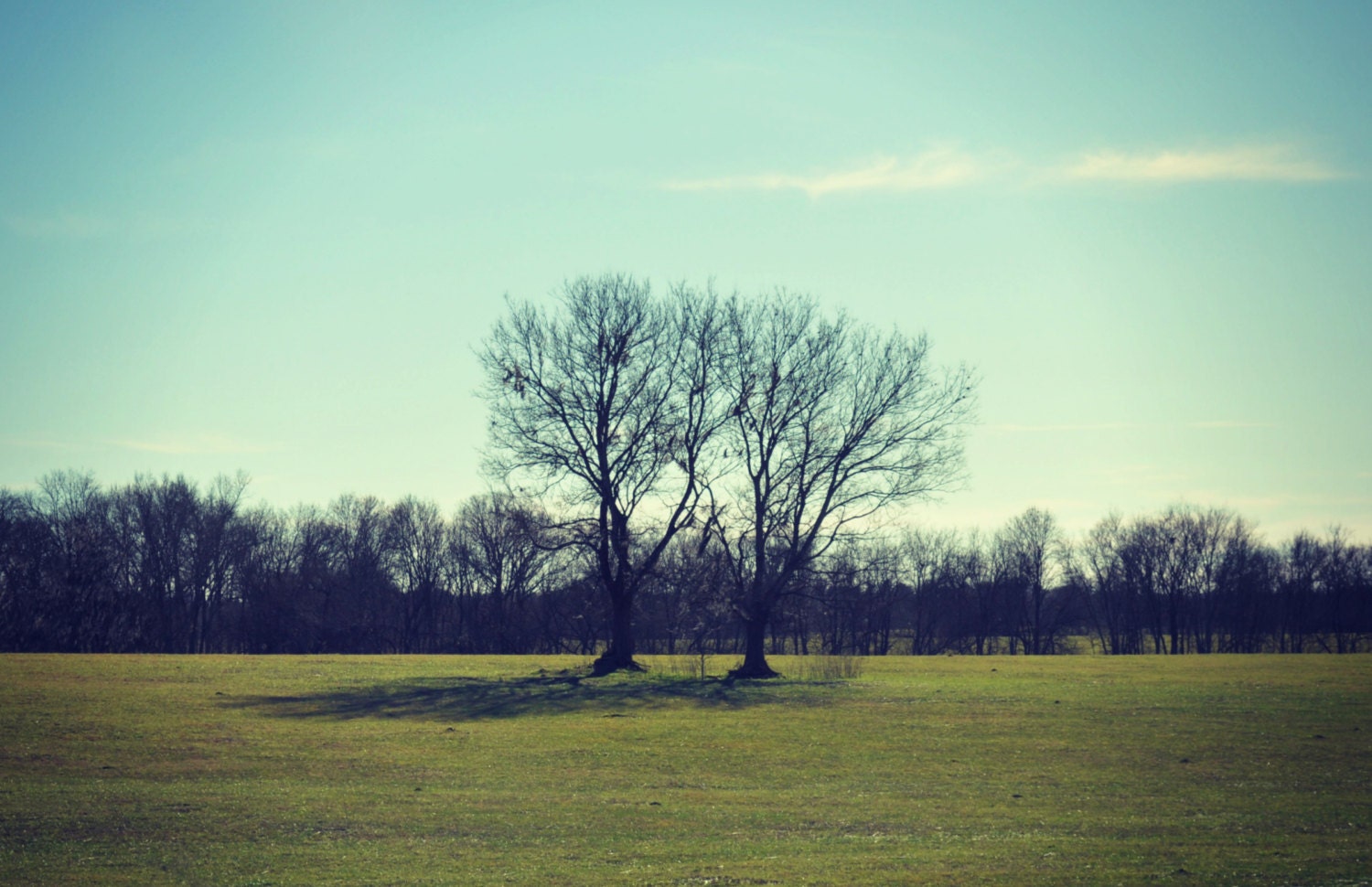 10x15 inch - fine art photography - alabama - nursery decor - the giving tree - matte photography print