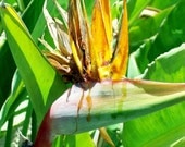 Bird of Paradise, 11x14 Print, Green, Yellow, Wall Art, iPhone Case, Notecards, Mouse Pad, Bright Colors, Gift, Affordable Home Decor