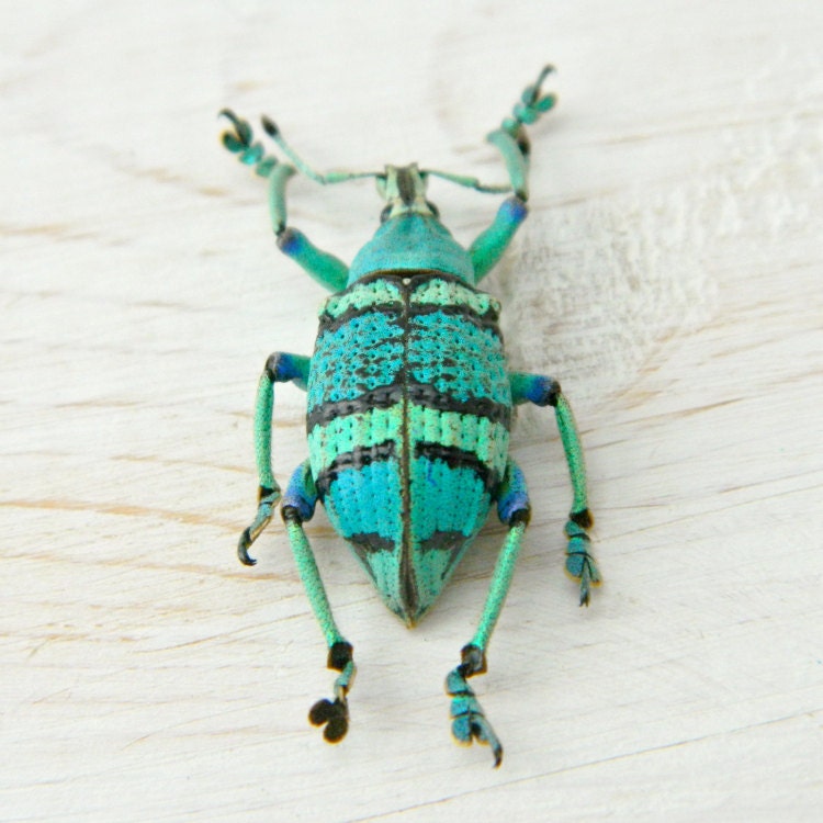 Bug, Real Dried Blue Weevil Specimen