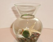 Marimo Moss Ball Terrarium - Small Light Green Tinted Glass Vase, Hawaiian sea glass sand, sea shell, miniature star fish.