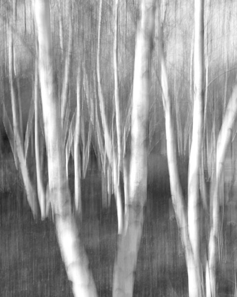 Sketchy Birch Trees black and white 8x10 photo print - B&W birch photos nature photography picture woods 8x8 11x14 fine art home decor