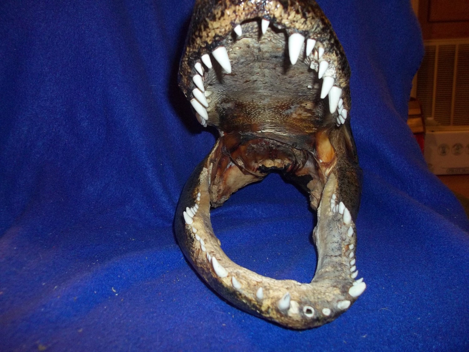 Alligator head skull real animal bone part taxidermy man cave skeleton gator deformed