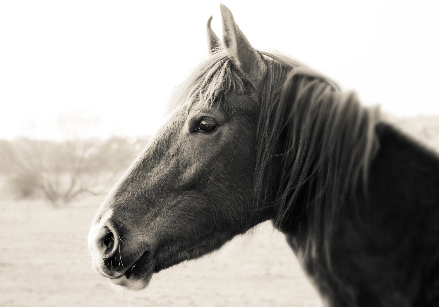 A4, black and white horse profile, cream, animal, horses in the wild