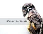 The Owl's Glare