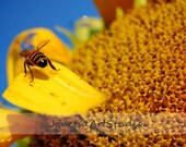 Sunny Bee