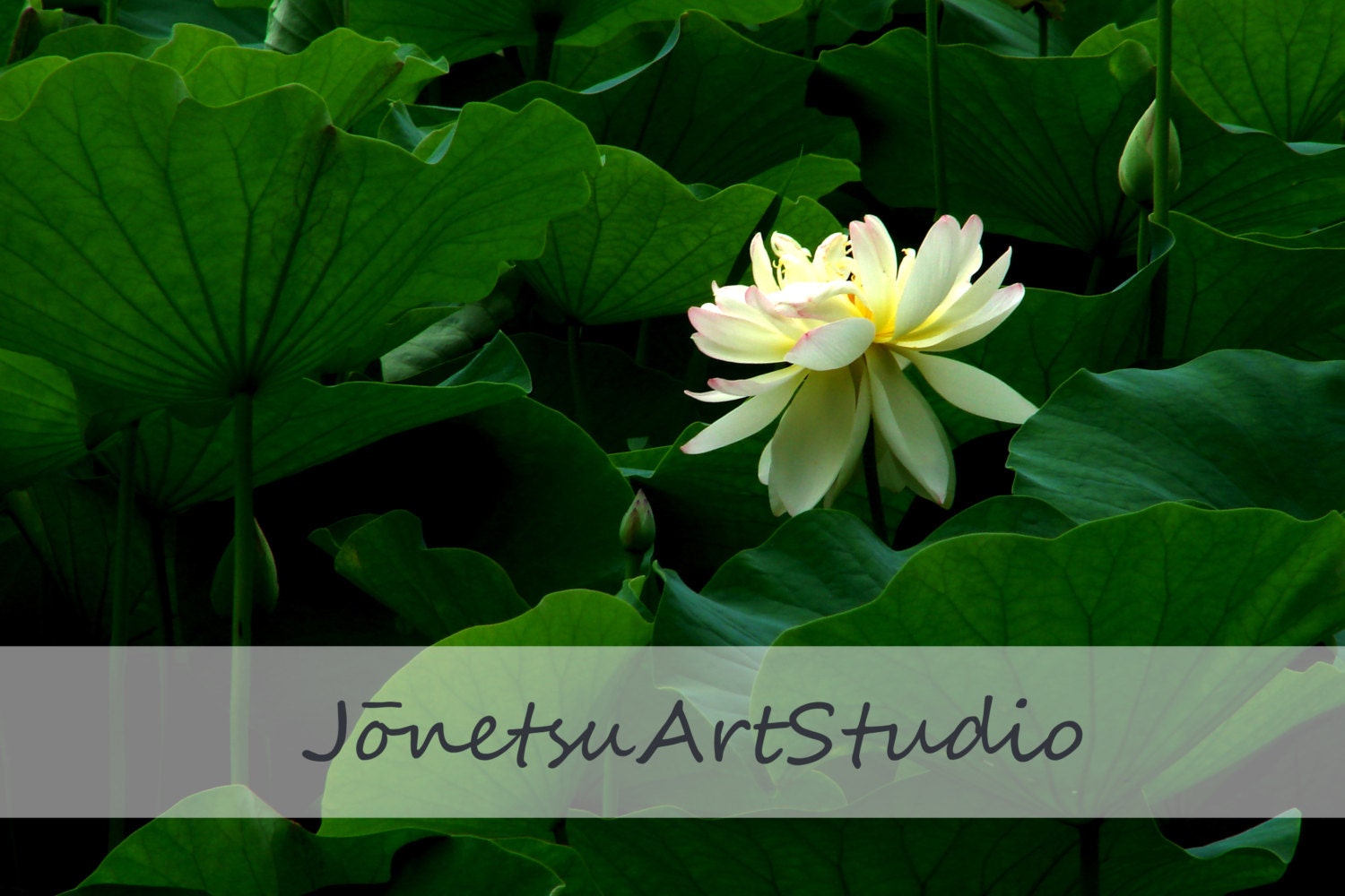 Weeping Lotus