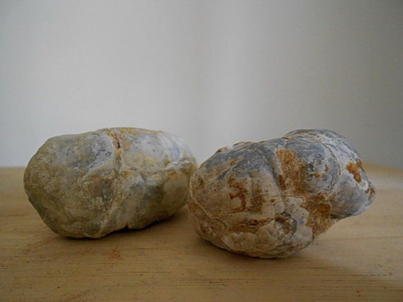 Coprolite - Prehistric Animal Poop - Poop Fossil - Unusual Gift - Exotic Gift - Rare Collectibles