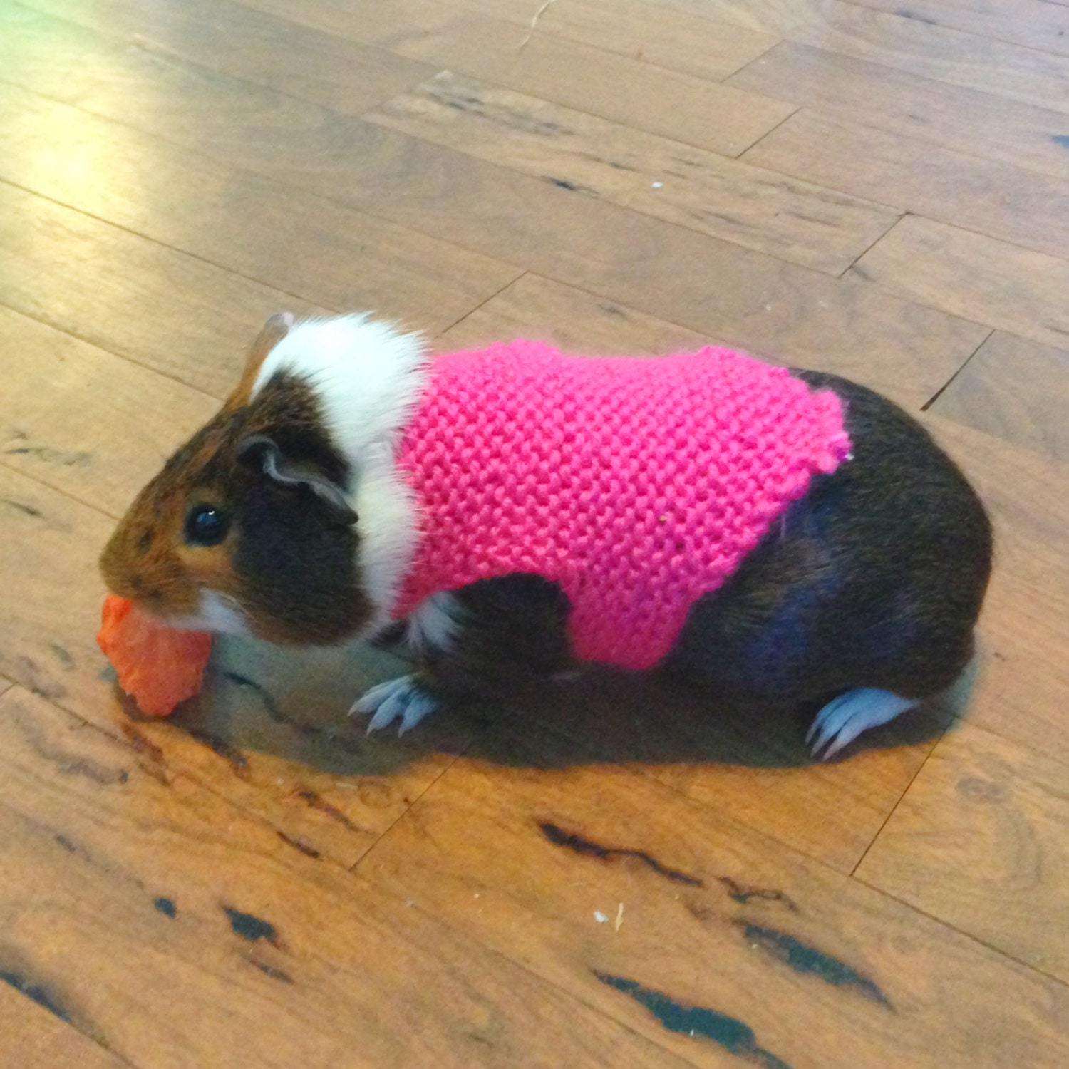large guinea pig sweaters