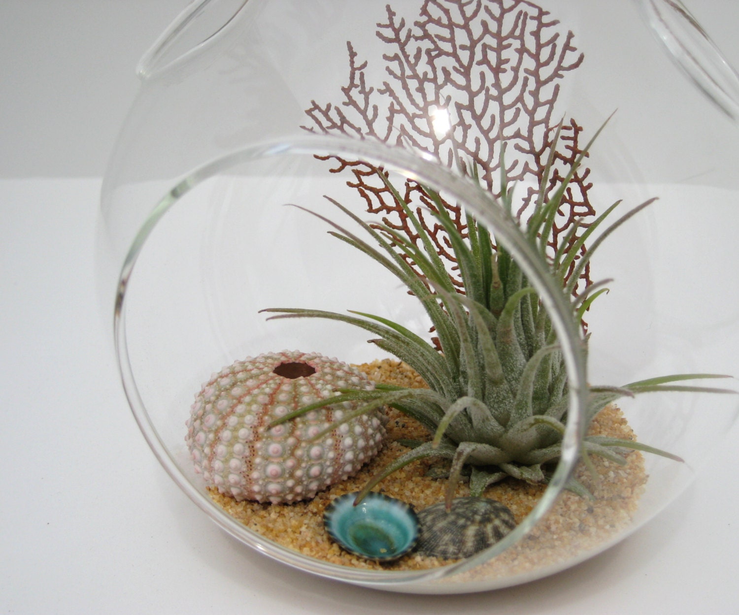 Terrarium Kit - Reef - Air Plant / Tillandsia - Hanging Glass Globe - Red Sea Fan - Sea Urchin - Limpit Seashells