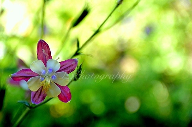 Flower Photography - pink wall art - pink yellow green spring summer art prints floral decor fine art - 5x7 Photograph