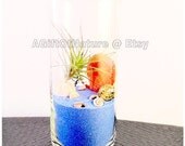 Modern Air Plant Glass Terrarium : Soft Blue Sea Tillandsia Vase For Home Decor Kit (Blue Sea Version)