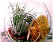 Tillandsia Air Plant Gift Hanging Glass Moss Terrarium Ornament - Air Plant Seashell Starfish Kit Thank You Birthday Wedding Graduation Gift