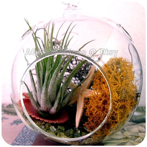 Buy plants gifts delivery. - Tillandsia Air Plant Gift Hanging Glass Moss Terrarium Ornament - Air Plant Seashell Starfish Kit Thank You Birthday Wedding Graduation Gift