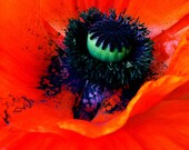 Poppy Flower Blood Orange and Purple Photo Transfer on Hemlock Fir Wood Block