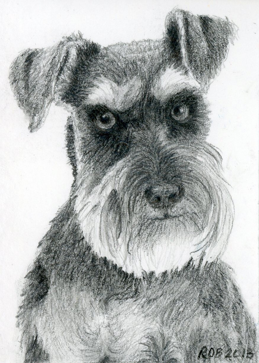 ORIGINAL art ACEO ATC miniature dog puppy schnauzer graphite pencil drawing sketch "Jack" by Wendigo
