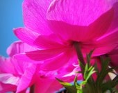 Pink Flowers Photo Art,  Nature Photography File Download